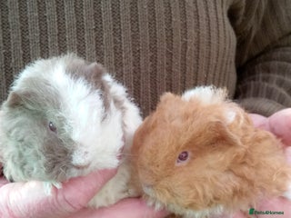 Guinea Pig rodents Baby long coated Guinea pigs - Advert 1