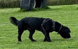 Labradoodle dogs for sale: 3 year old gorgeous Labradoodle boy. - Image 1