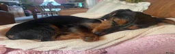 Mixed Breed dogs for sale: Rehoming Susan the Dachshund/ Yorkie in Derby - Advert 2