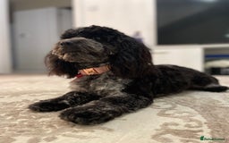 Cockapoo dogs for sale: 4 beautiful F1B Cockapoo puppies  - Image 11