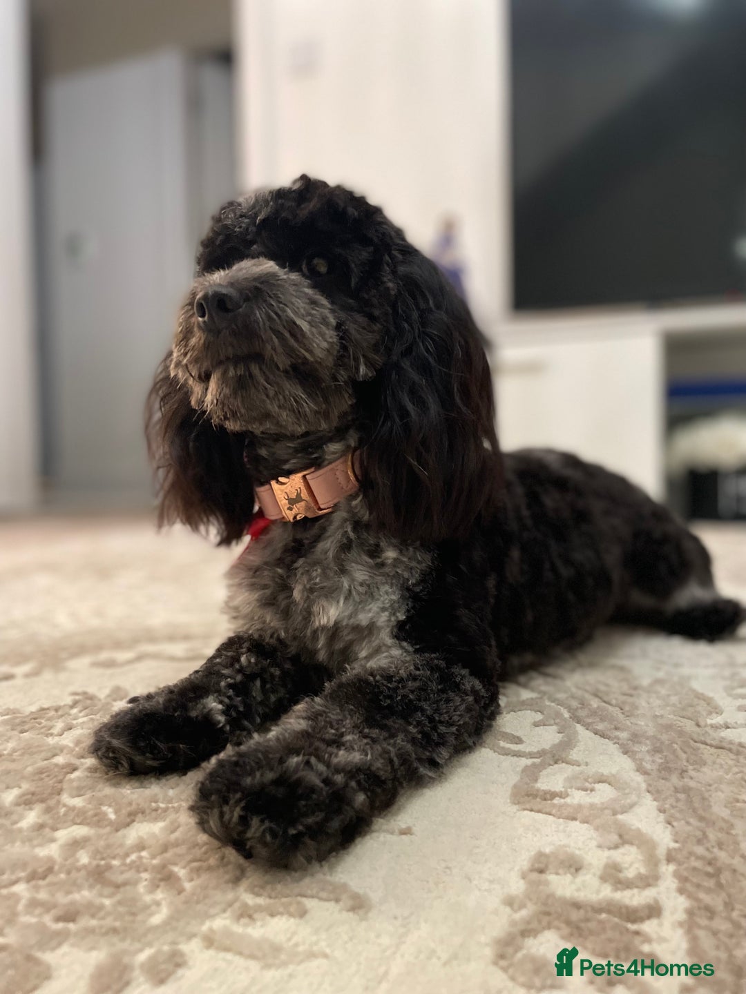 Cockapoo dogs for sale: 4 beautiful F1B Cockapoo puppies  - Image 11