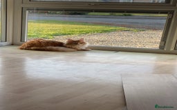 Maine Coon cats for sale: GCCF Registered Maine Coons Ready 16th August  in Banbury - Image 10