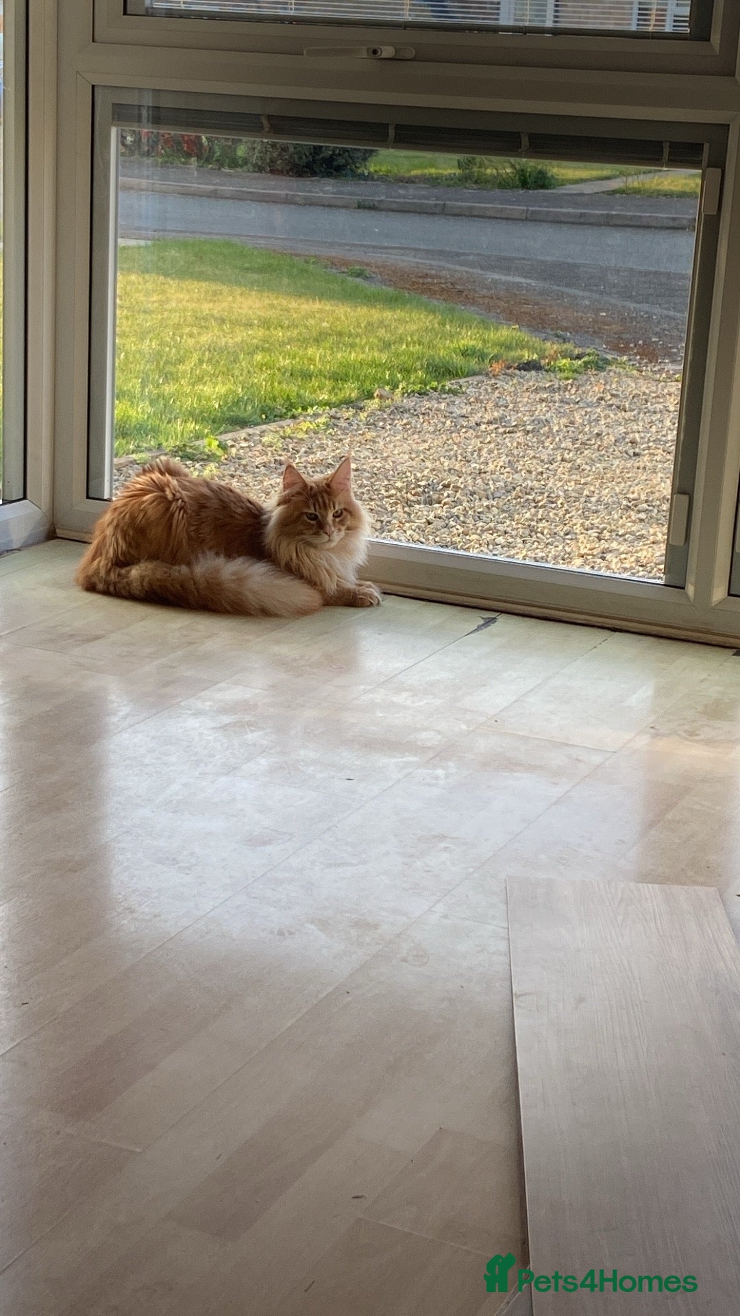 Maine Coon cats for sale: GCCF Registered Maine Coons Ready 16th August  in Banbury - Image 10