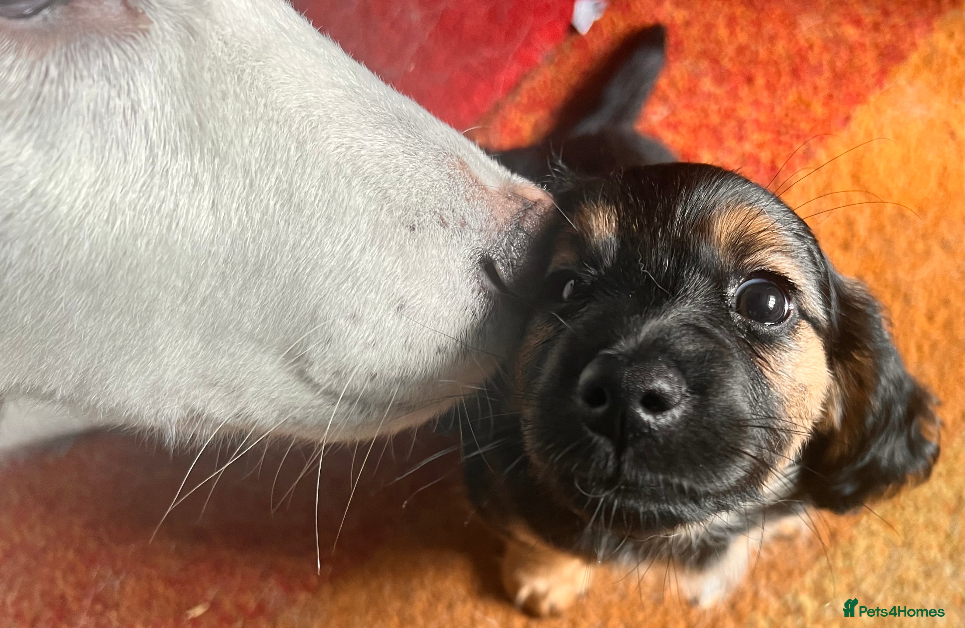 Mixed Breed dogs for sale: Miniature Daschund x 1/8th Border Terrier Puppies - Advert 2