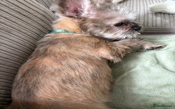 Mixed Breed dogs for sale: Gorgeous 6 month Frenchie x Shih Zu - Image 2