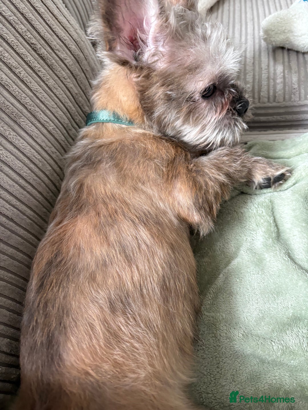 Mixed Breed dogs for sale: Gorgeous 6 month Frenchie x Shih Zu - Image 2