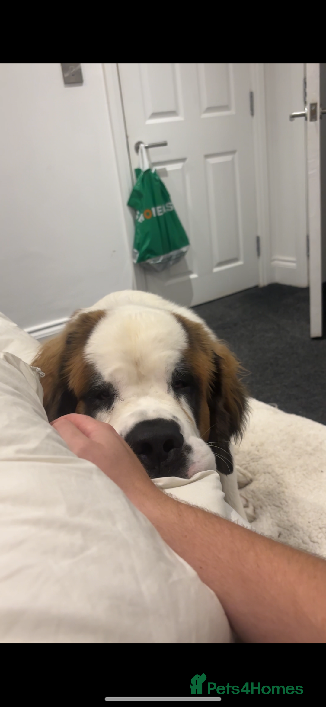 Saint Bernard dogs for sale: Gorgeous 1 Year old Saint Bernard - Image 3