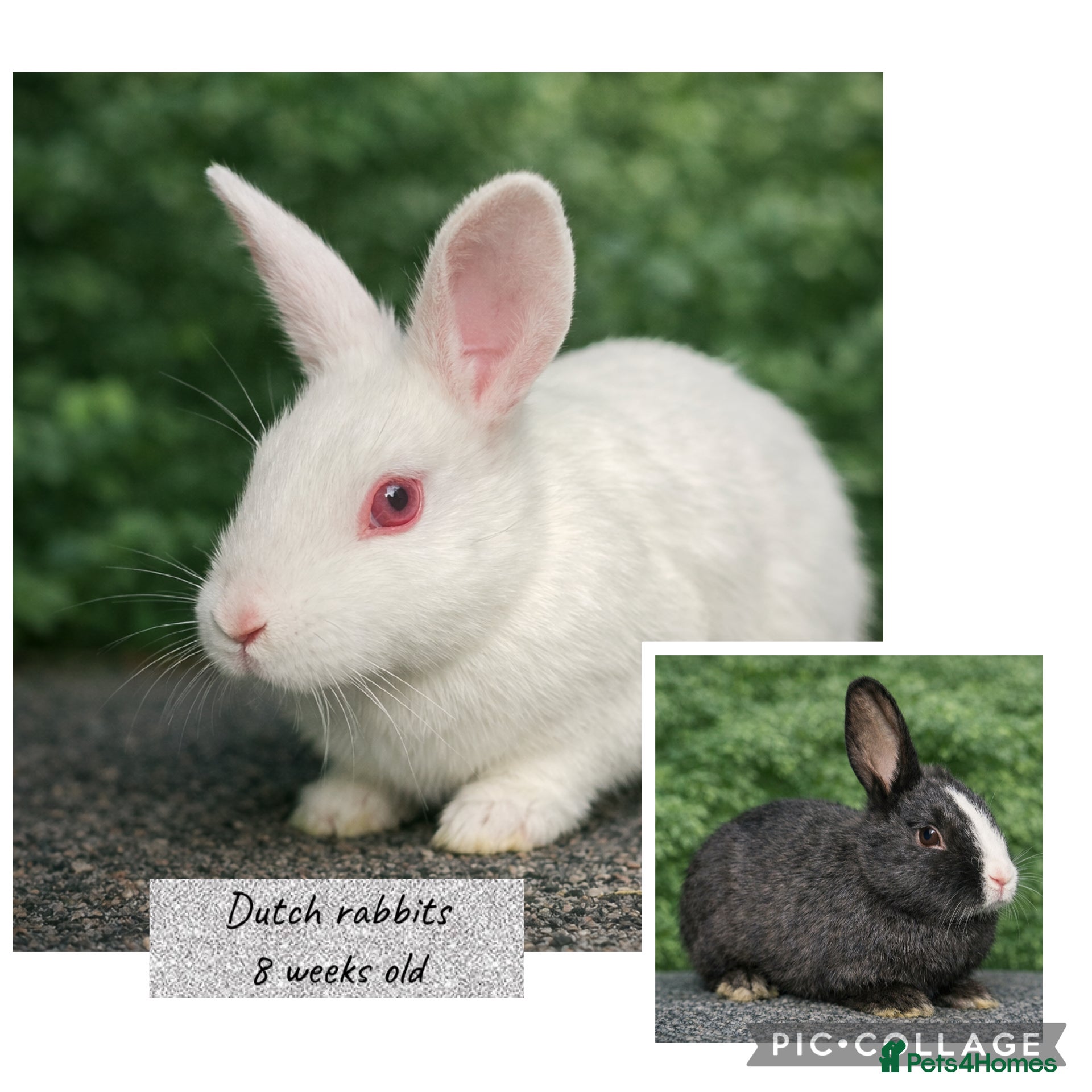 Dutch rabbits  Beautiful Dutch rabbit babies 8 weeks old - Advert 1