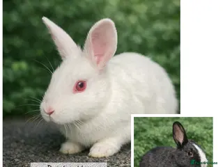 Dutch rabbits Beautiful Dutch rabbit babies 8 weeks old - Advert 16