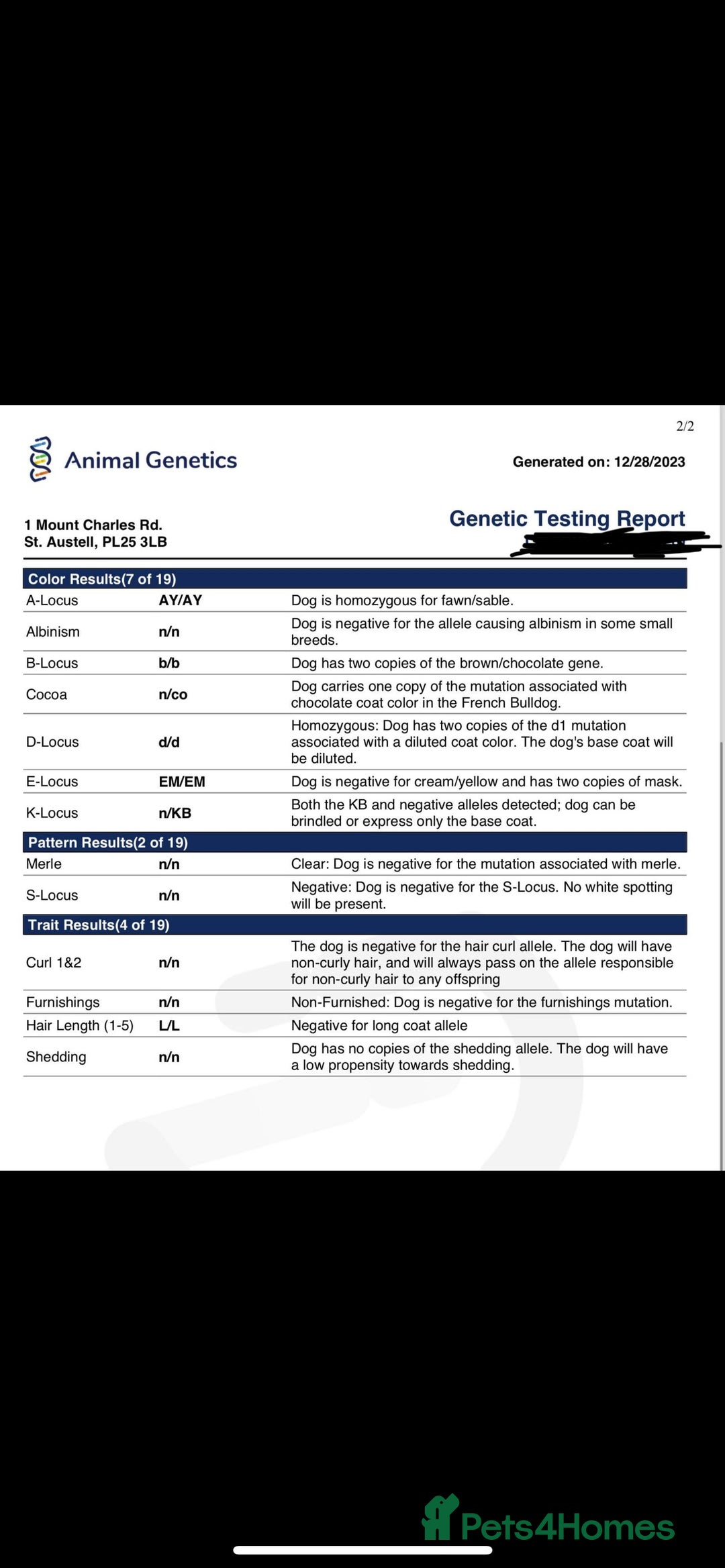 French Bulldog dogs for stud: Proven Kc registered fawn isabella ready for stud in Bradford - Advert 2
