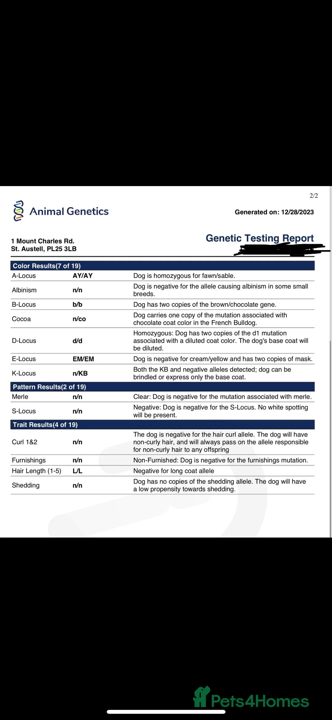 French Bulldog dogs for stud: Proven Kc registered fawn isabella ready for stud in Bradford - Advert 2