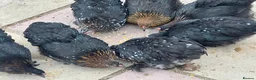 Chickens poultry for sale: 11 female point of lay Pekin for sales  - Advert 4