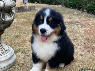 Bernese Mountain Dog dogs BEAUTIFUL BERNESE MOUNTAIN DOG PUPPIES - Advert 8
