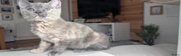 Ragdoll cats for sale: Beautiful half/ragdoll kitten  - Advert 6