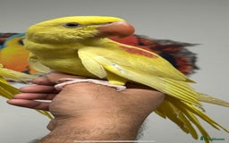 Parakeets birds for sale: HAND TAMED VERY RARE LUTINO ALEXANDRINE FOR SALE!! - Image 1
