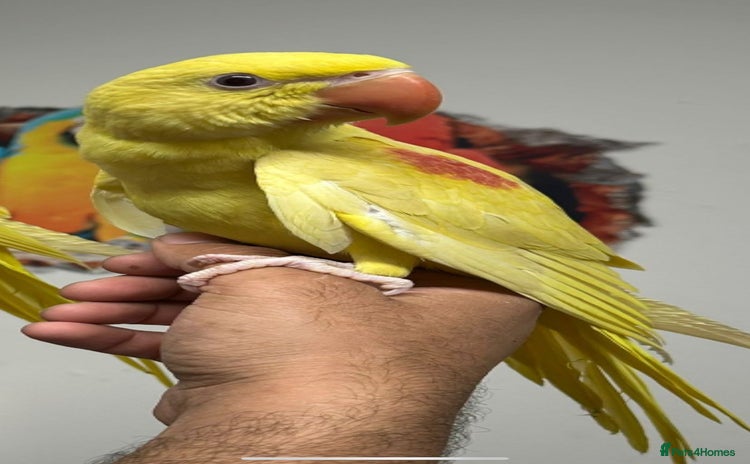 Parakeets birds - Advert 1