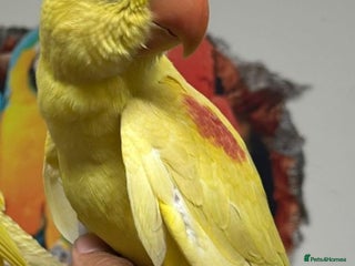 Parakeets birds for sale: HAND TAMED VERY RARE LUTINO ALEXANDRINE FOR SALE!! - Advert 1