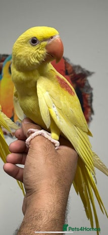 Parakeets birds - Advert 10