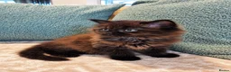 Maine Coon cats for sale: Beautiful Maine Coon Kittens  - Advert 8