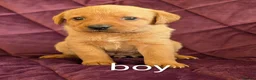 Labrador Retriever dogs for sale: Kc registered labrador puppies - Advert 5