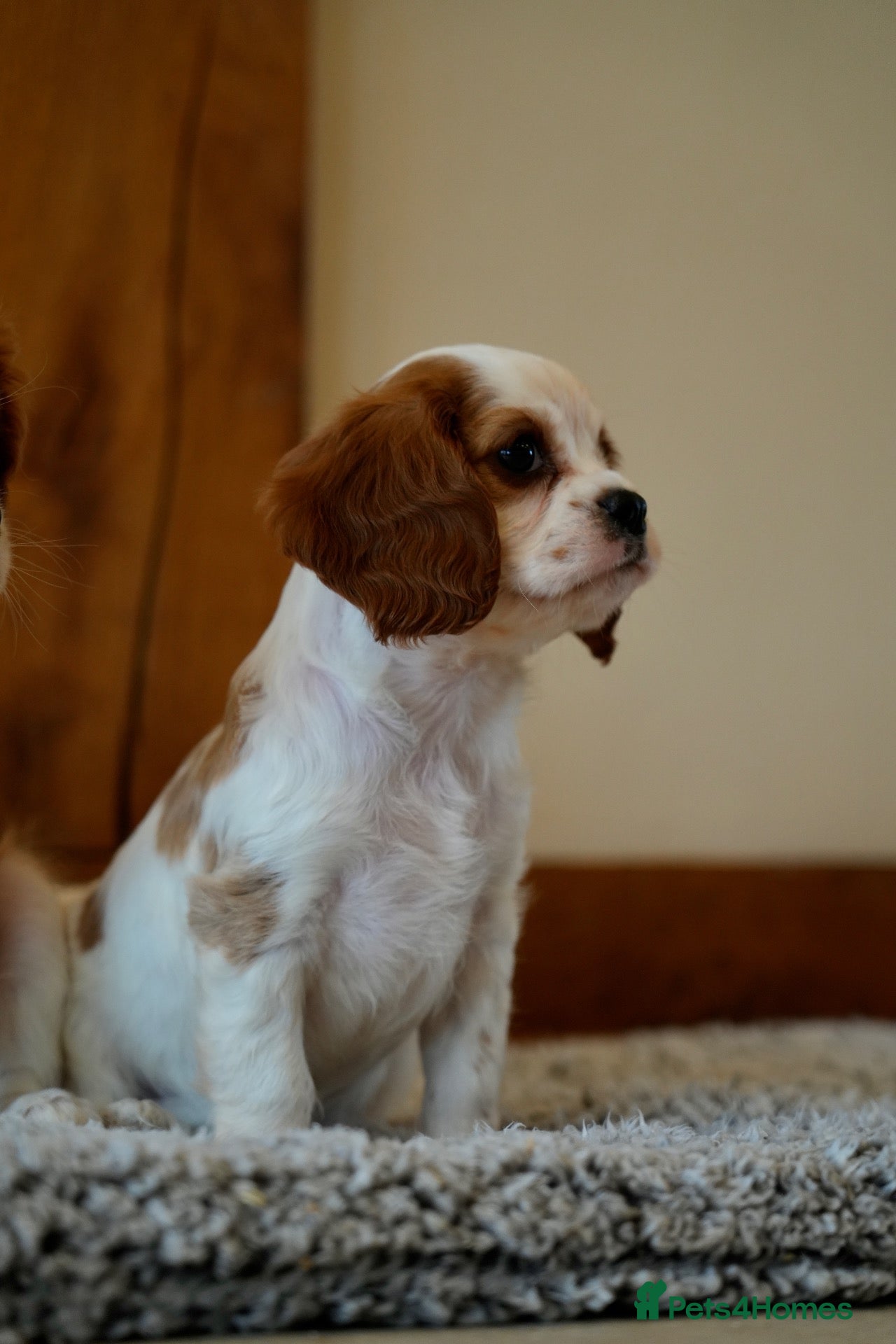 Cavalier King Charles Spaniel dogs ⭐️Cavalier King Charles puppies⭐️ - Advert 2