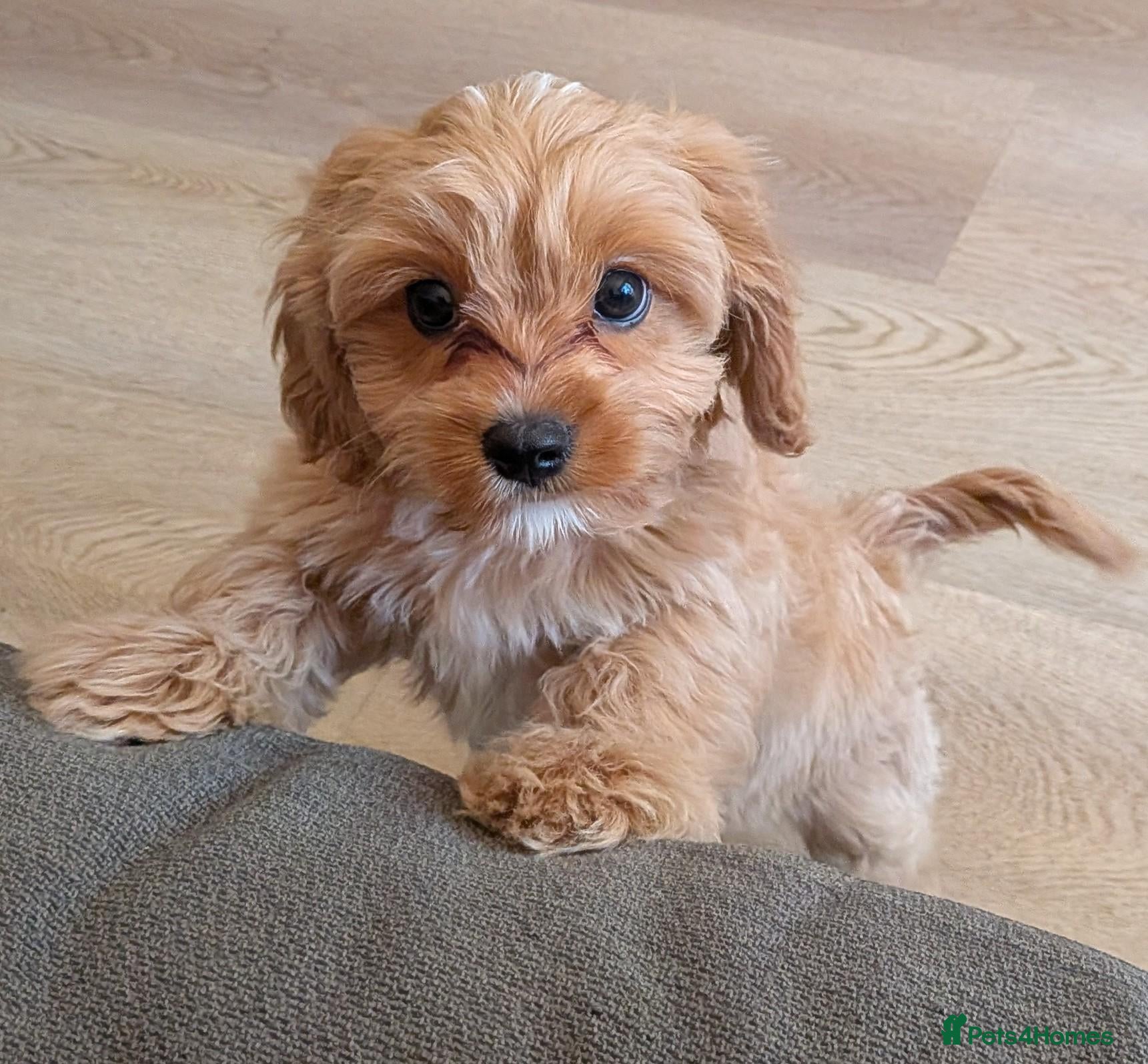 Cavapoo dogs READY NOW F1B Cavapoo Puppies KC Parents - Advert 1