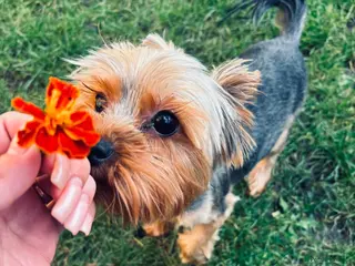 Yorkshire Terrier dogs 3 Beautiful yorkshire terrier puppies,KC REG. - Advert 3