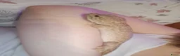 Leopard Gecko reptiles for sale: Albino Leopard Gecko in Salisbury - Advert 7