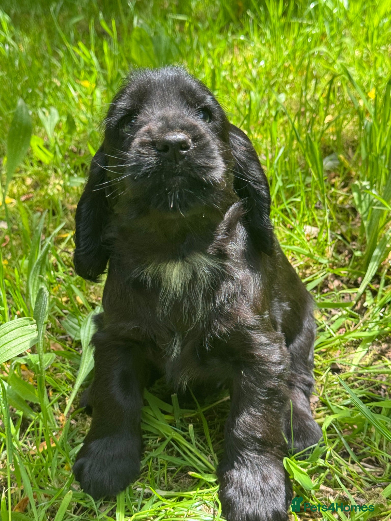 Cocker Spaniel dogs BEAURIUFL KC REG HEALTH TESTER COCKER SPANIELS  - Advert 1