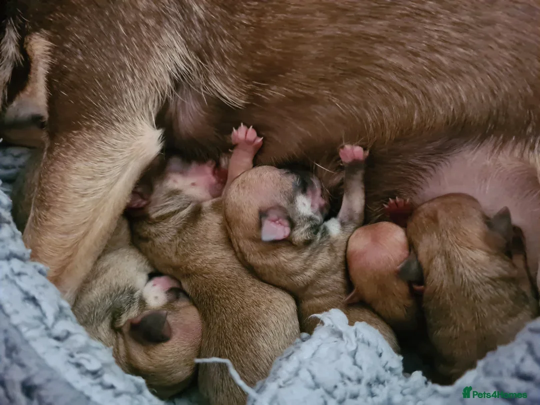 Chihuahua dogs for stud: Proven Fawn Chihuahua Stud - Advert 4