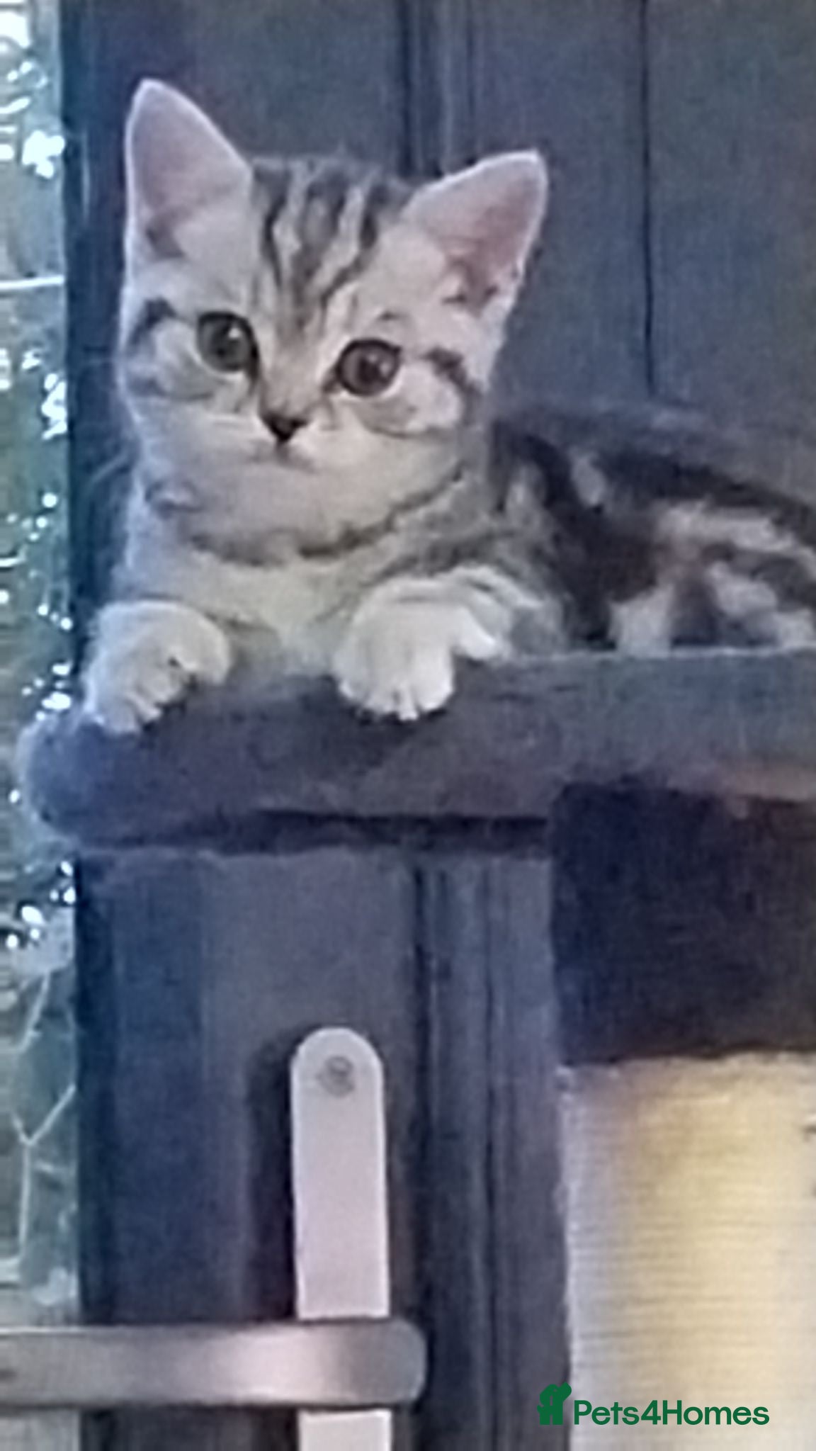 British Shorthair cats Beautiful BSH GCCF SILVER AND BLACK  - Advert 9