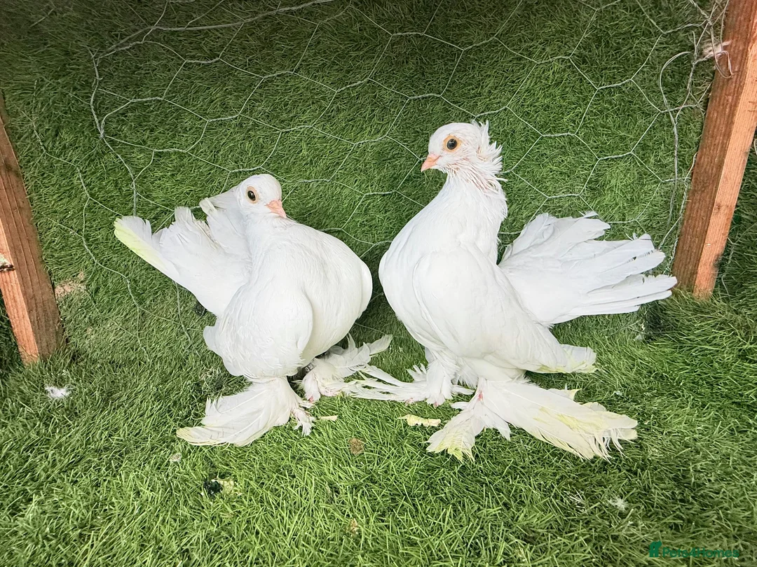 Pigeons birds for sale: Premium Breeding Pigeons Top Quality Pairs Availab - Advert 1