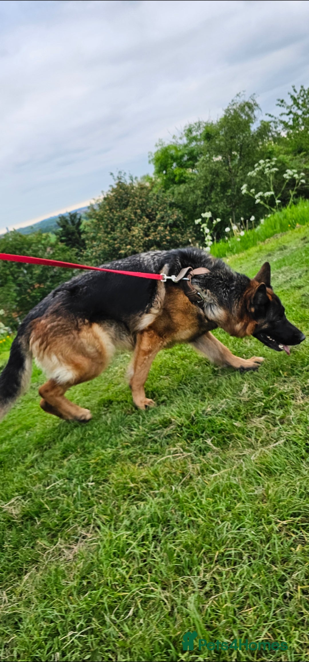 German Shepherd dogs for sale: German Shepherd is looking for a new home - Advert 3