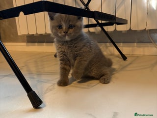 Scottish Fold cats LAST 3 Scottish fold&straight kittens - Advert 4