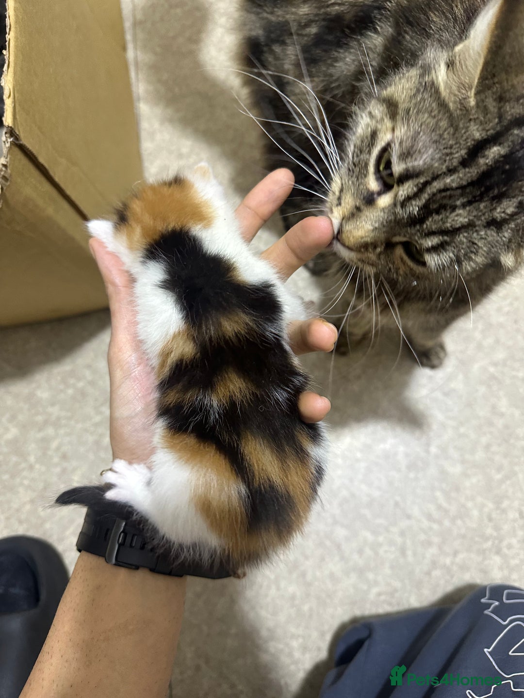 Norwegian Forest Cat cats for sale: Kittens for sale  - Advert 4