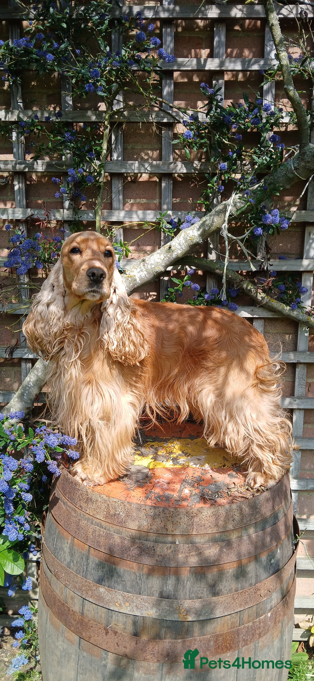 Cocker Spaniel dogs for stud: KC STUD,SHOW COCKER SPANIEL/PROVED/DNA CLEAR,  - Image 2