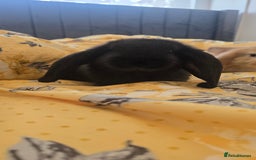 French Lop rabbits for sale: Beautiful French Lop bunnies - Image 17