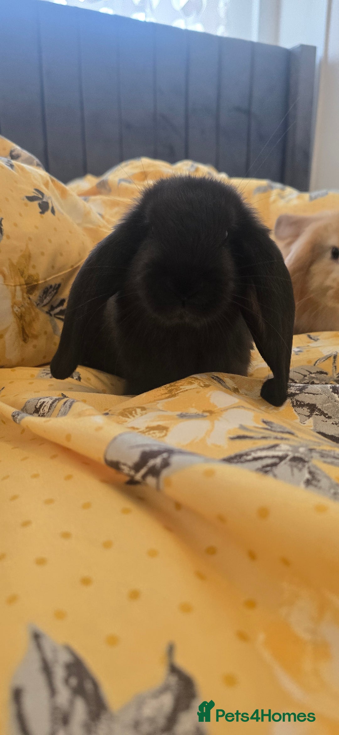 French Lop rabbits for sale: Beautiful French Lop bunnies - Image 17