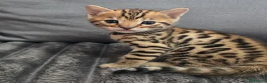 Bengal Kitten 2