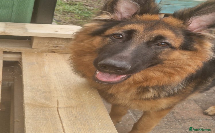 German Shepherd dogs - Advert 1