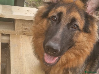 German Shepherd dogs - Advert 3