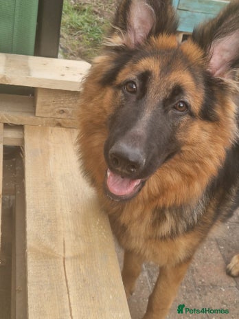 German Shepherd dogs - Advert 1