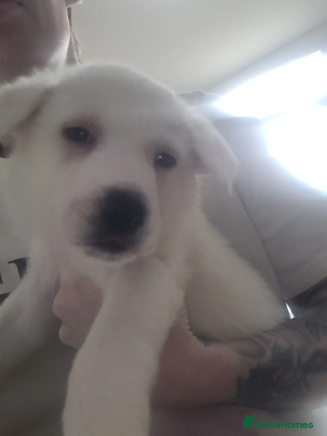 Mixed Breed dogs for sale: Golden shepherd - Advert 14