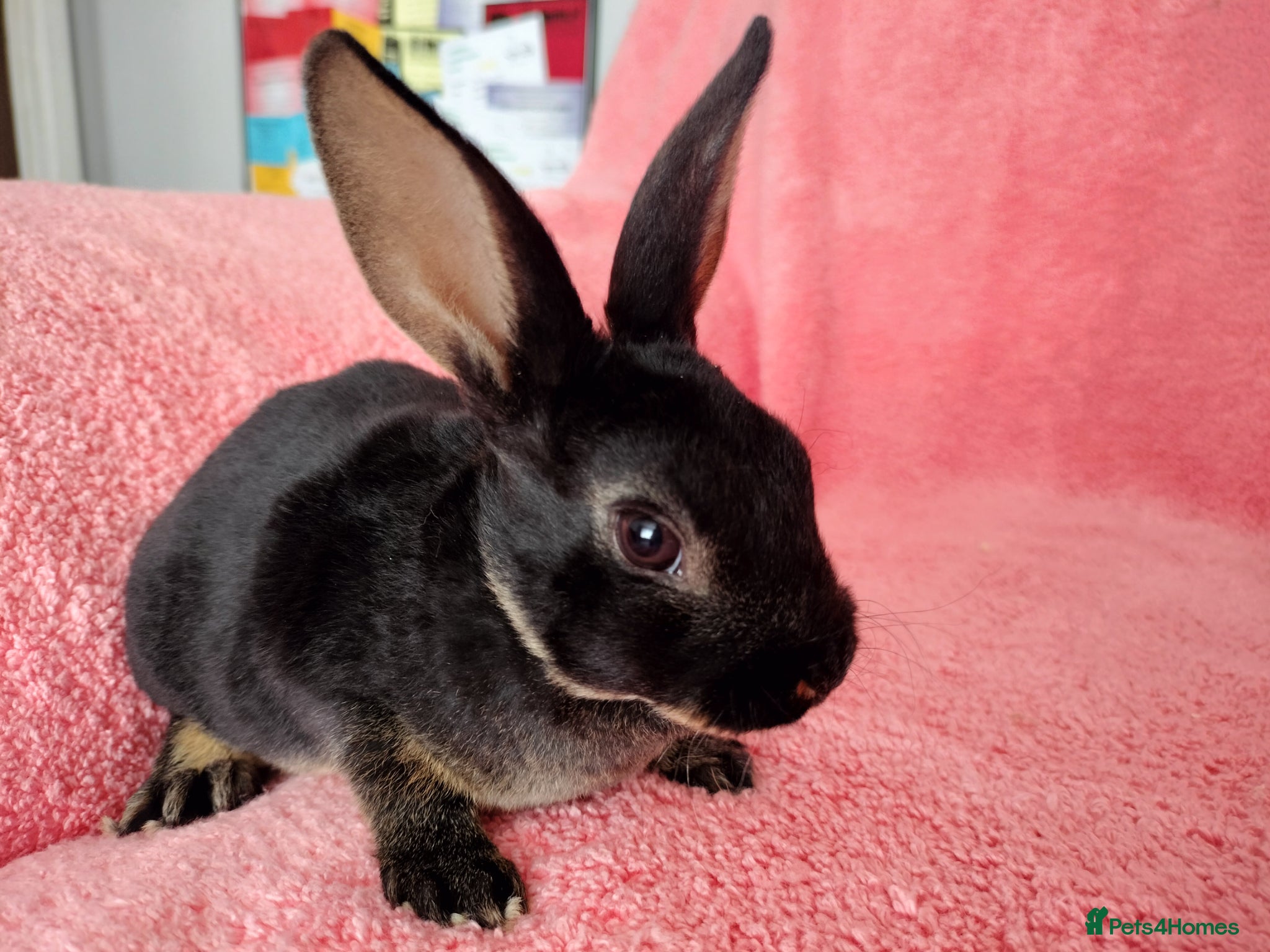 Rex rabbits Baby mini rex for sale  - Advert 22