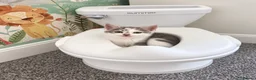 Mixed Breed cats for sale: Two lovely girls left - Advert 4