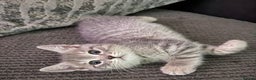 British Shorthair cats for sale: 2 beautiful British Shorthairs for sale  - Advert 8
