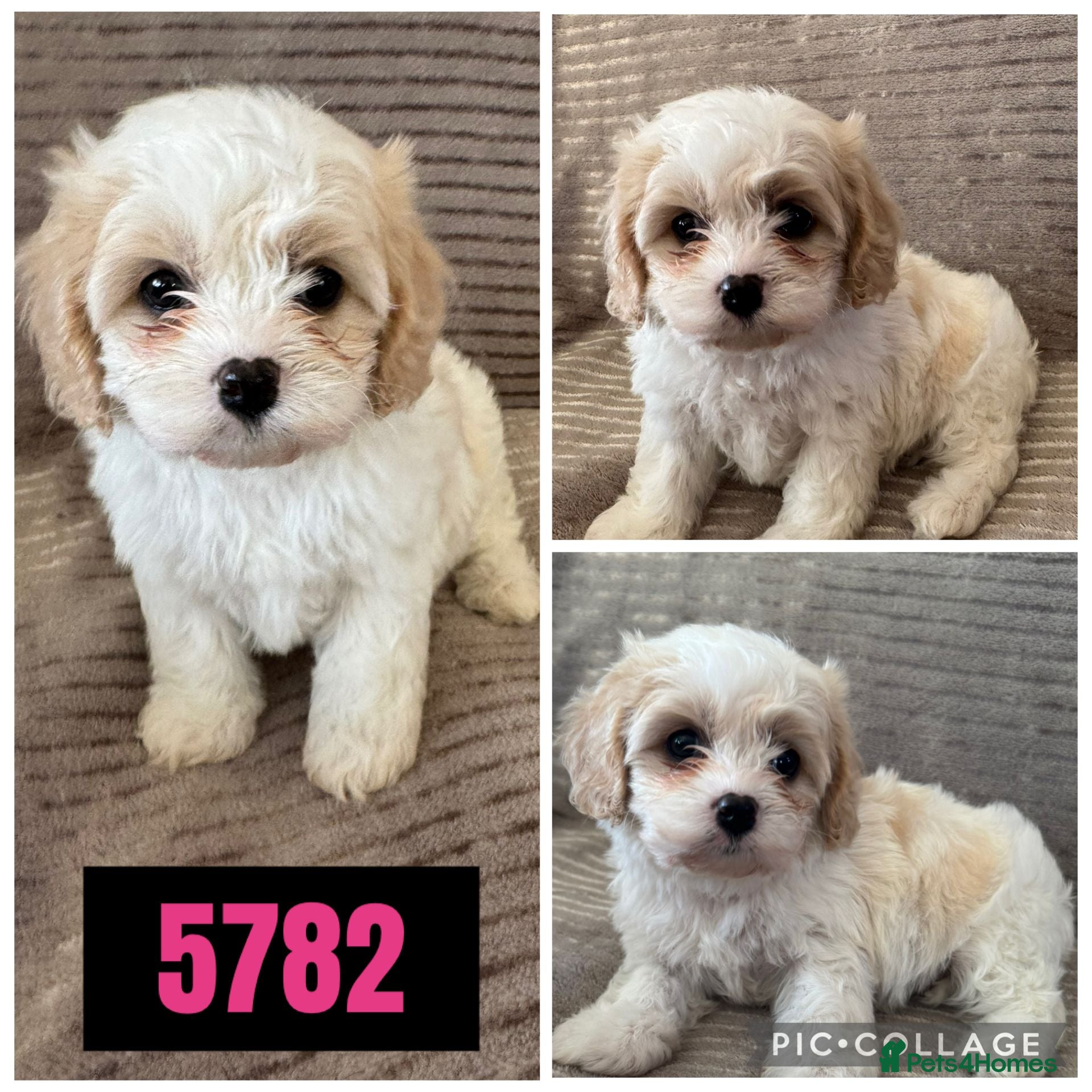 Cavachon dogs CAVACHON F1 PUPS DNA CLEAR - Advert 1