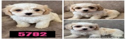 Cavachon dogs for sale: CAVACHON F1 PUPS DNA CLEAR - Advert 4