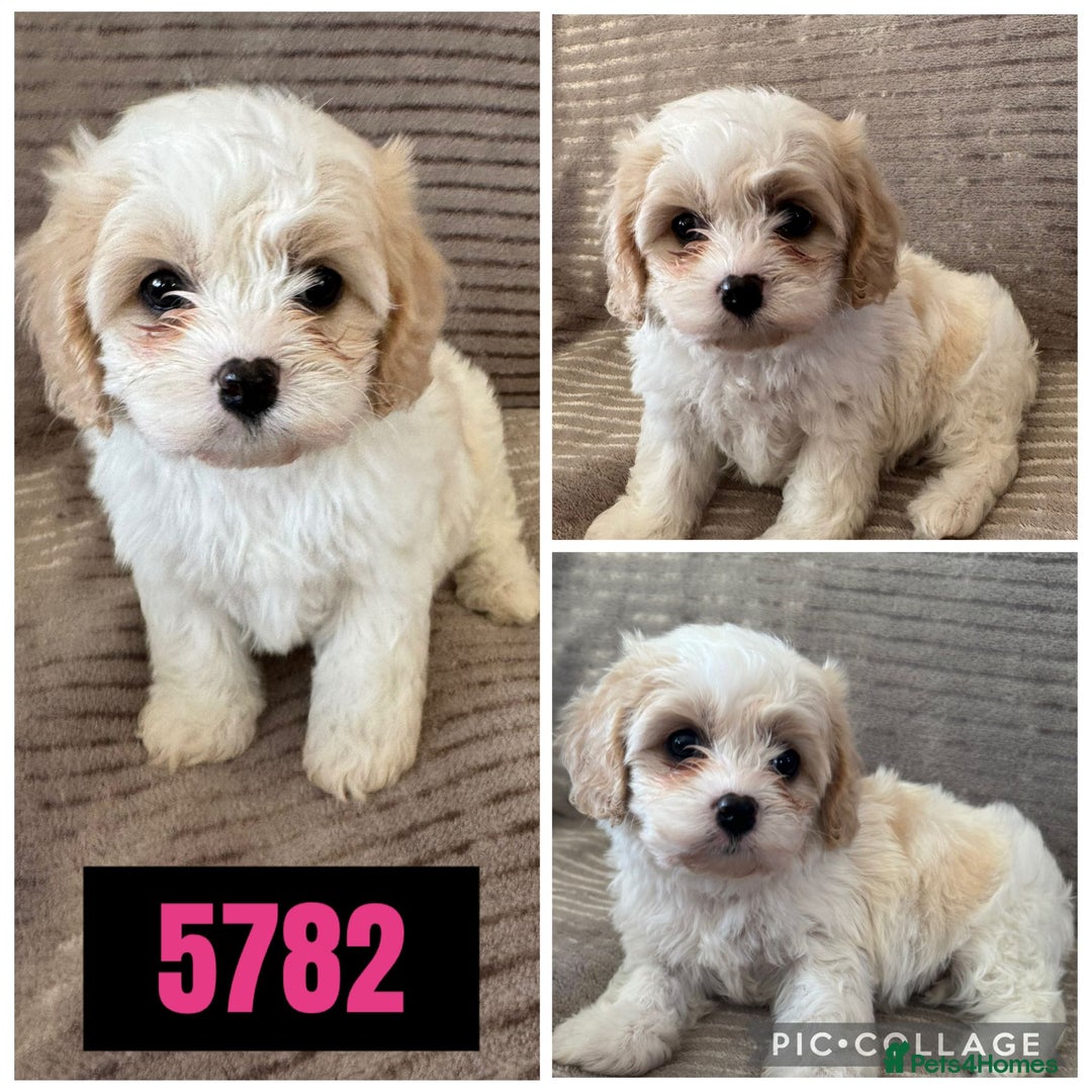 Cavachon dogs for sale: CAVACHON F1 PUPS DNA CLEAR - Advert 4