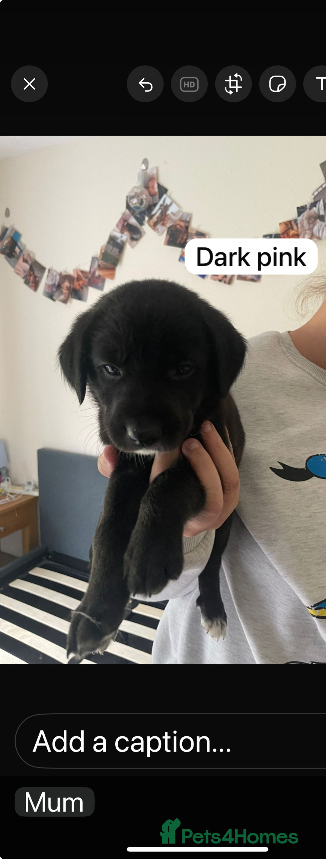 Cockerdor dogs for sale: Puppies for sale  - Image 1